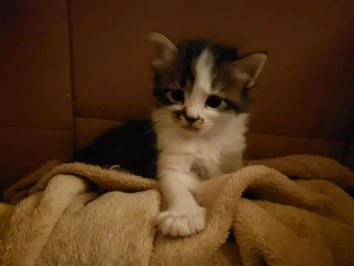 My Grand-Kitten, Truffle.  (We Kept His Mom, He's In A Great Home With His Siblings)
