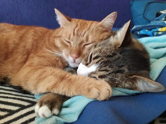 Sleeping Buddies