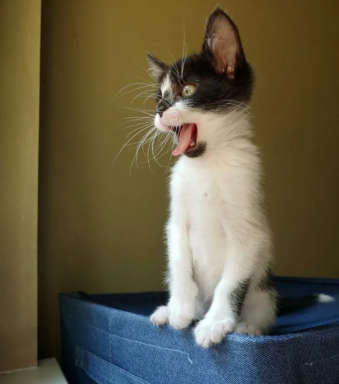 Sweet Baby Willow