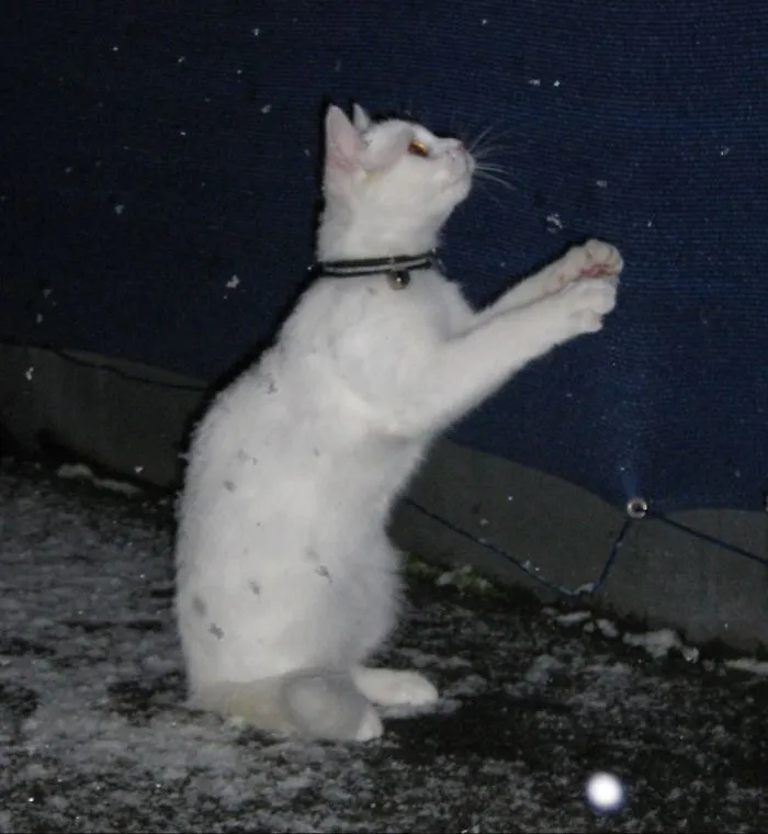 First Snow