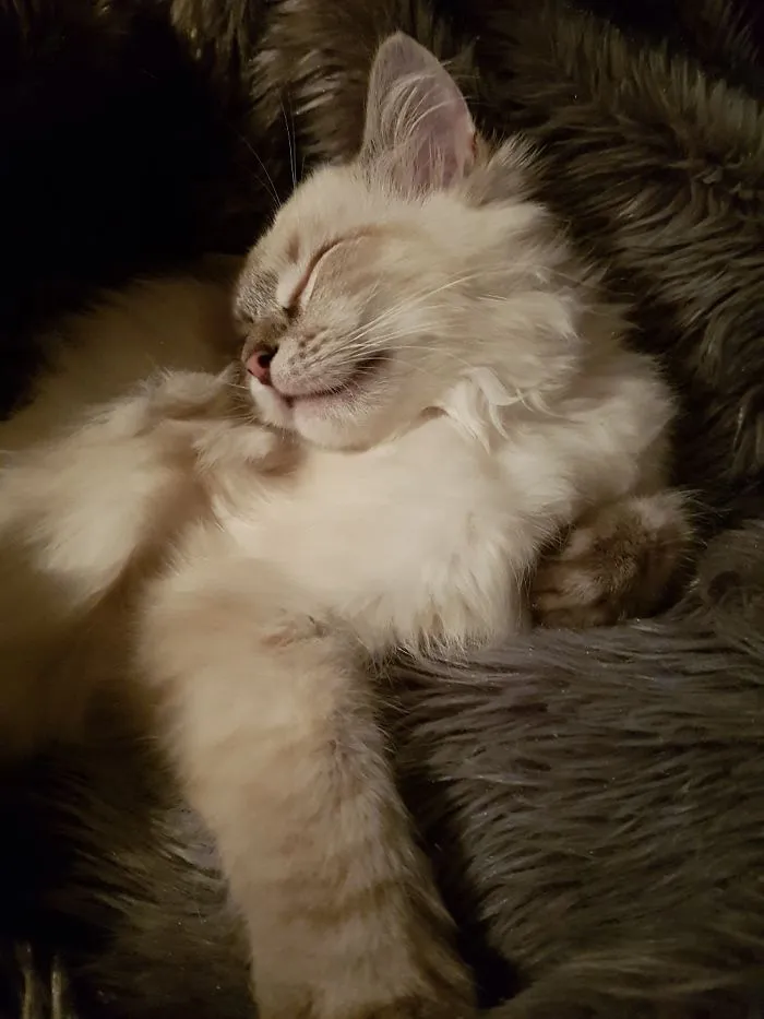 Sleeping Beauty
