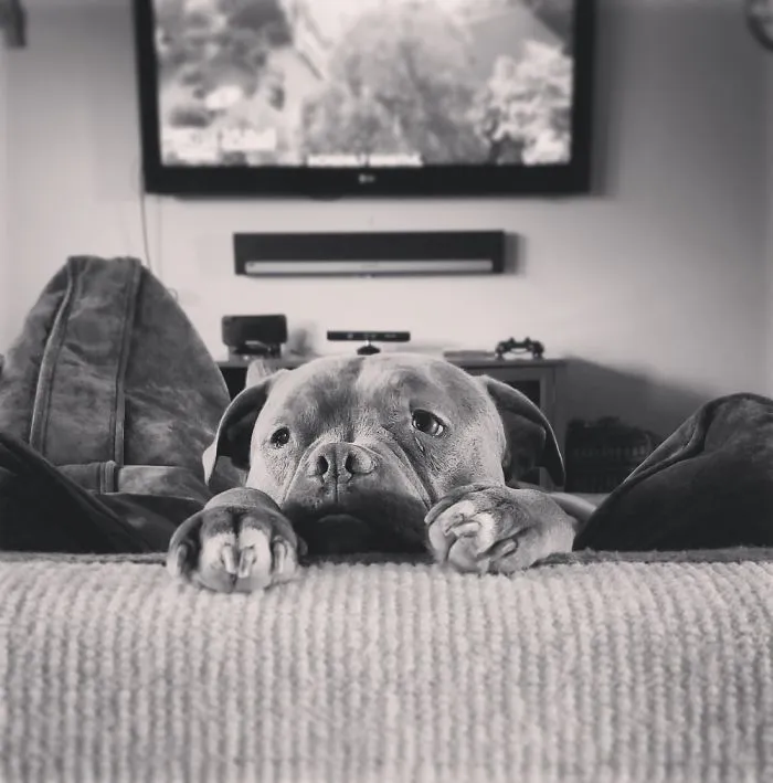 Refuses To Get Off The Couch But Insists On Overseeing Every Activity.
