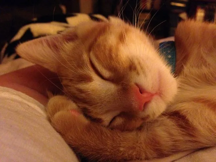Calvin Is As Cute As They Come!