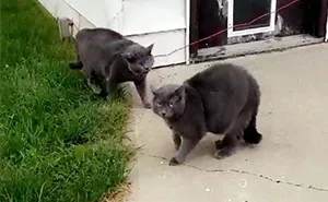 Woman Left Her Cat In Her Yard, Ran Outside After Hearing Screams To Find There Were Two Of Them And She Couldn't Tell Who Was Who