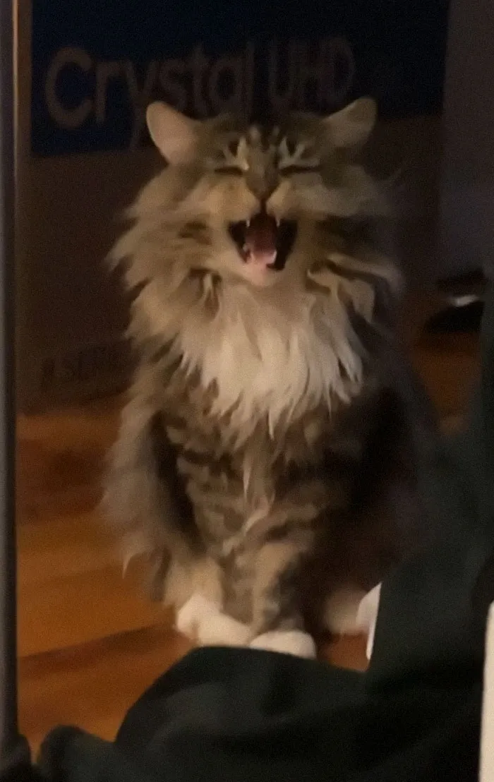 Tiene 9 años, lo adopté hace 2 meses y esto es lo primero que me dice