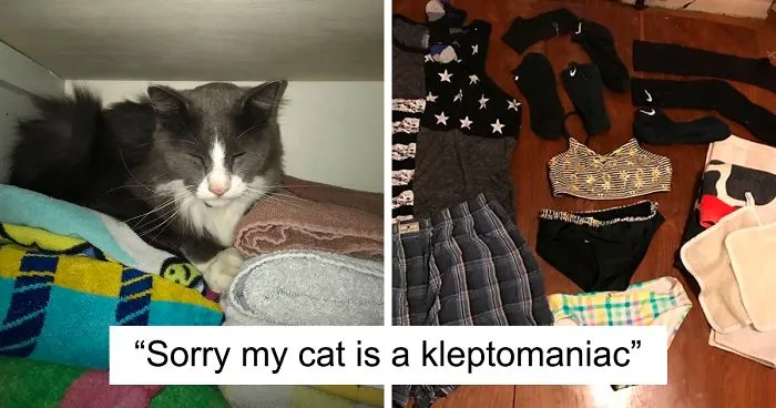 Woman Learns Her Cat Has Been Stealing Neighbors' Laundry, Asks People To Identify Their Things And Shame The Cat