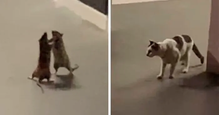 Está mujer captó en un divertido vídeo a un gato que observa a dos ratas peleándose