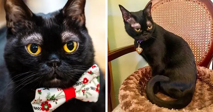 Meet Cornelius Cornbread, The Adorable Kitten With White Eyebrows (19 Pics)