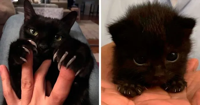 El grupo "Manoplas asesinas" muestra a gatos sacando las garras, y aquí tienes 40 tan adorables como terroríficos