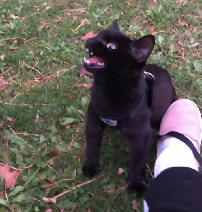 Hoy saqué a mi gato al jardín por 1ª vez y no le gustó mucho