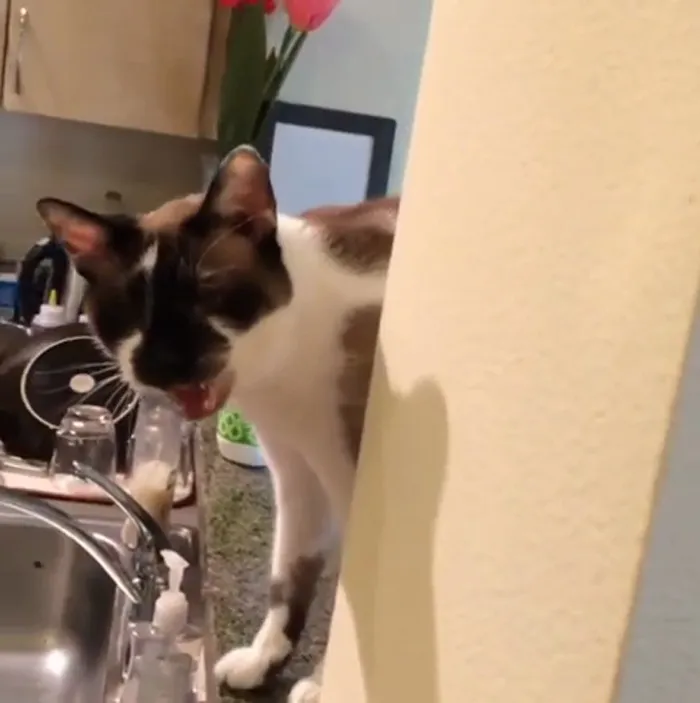 Mi gato siempre me maullaba y se escondía. Le echo de menos