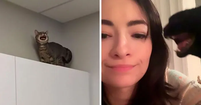 There's A Group Where People Share Pics Of Cats Meowing So Loud You Can Almost Hear These Images (30 Pics)
