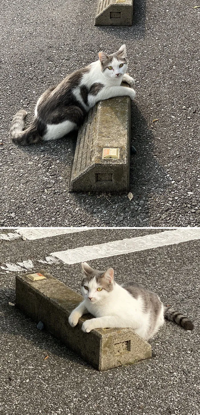 Someone Notices That Cats Use Parking Bumpers As Pillows, And 10 People Post Their Own Funny But Wholesome Pics