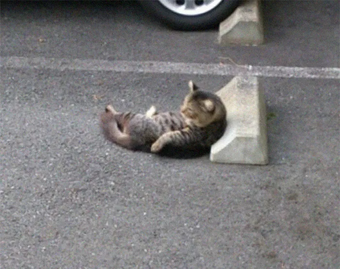 Someone Notices That Cats Use Parking Bumpers As Pillows, And 10 People Post Their Own Funny But Wholesome Pics