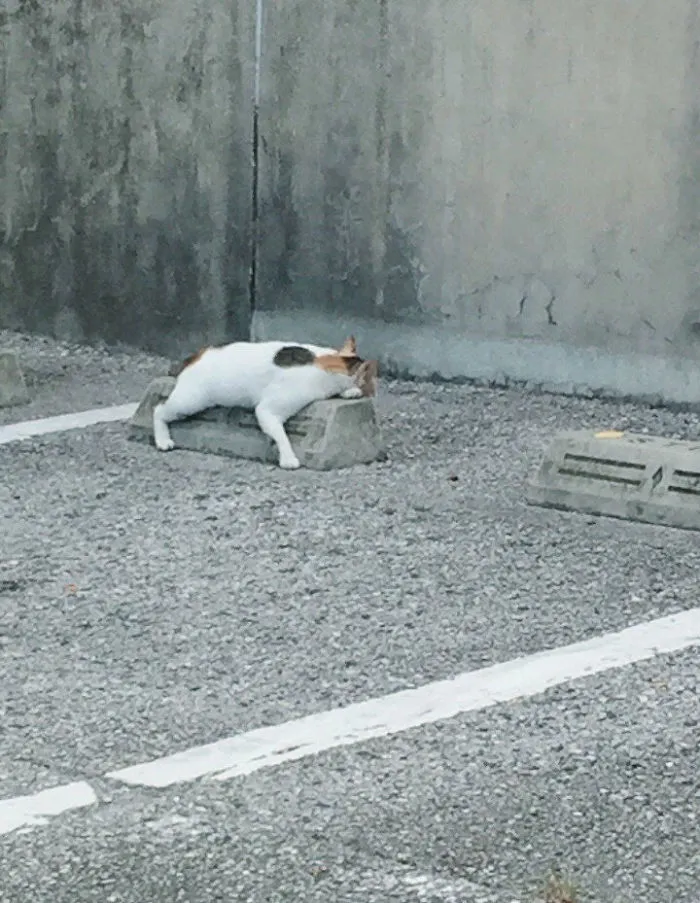 Someone Notices That Cats Use Parking Bumpers As Pillows, And 10 People Post Their Own Funny But Wholesome Pics
