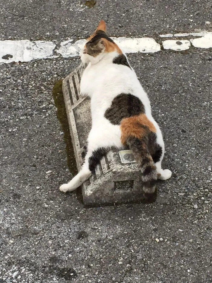 Someone Notices That Cats Use Parking Bumpers As Pillows, And 10 People Post Their Own Funny But Wholesome Pics