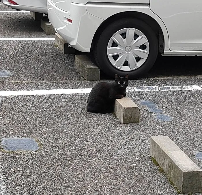 Someone Notices That Cats Use Parking Bumpers As Pillows, And 10 People Post Their Own Funny But Wholesome Pics