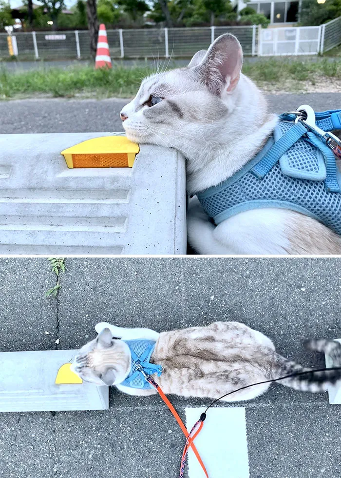 Someone Notices That Cats Use Parking Bumpers As Pillows, And 10 People Post Their Own Funny But Wholesome Pics