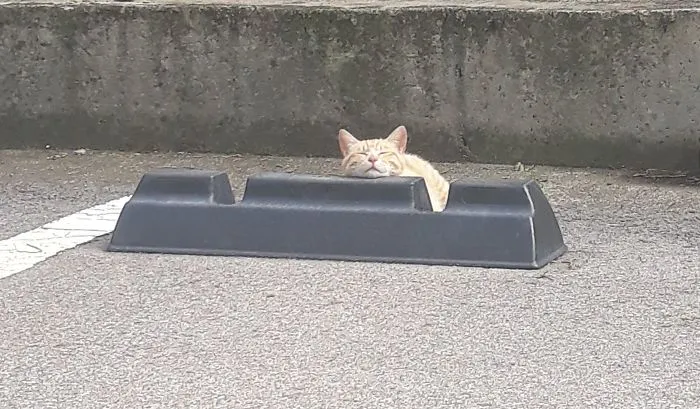 Someone Notices That Cats Use Parking Bumpers As Pillows, And 10 People Post Their Own Funny But Wholesome Pics