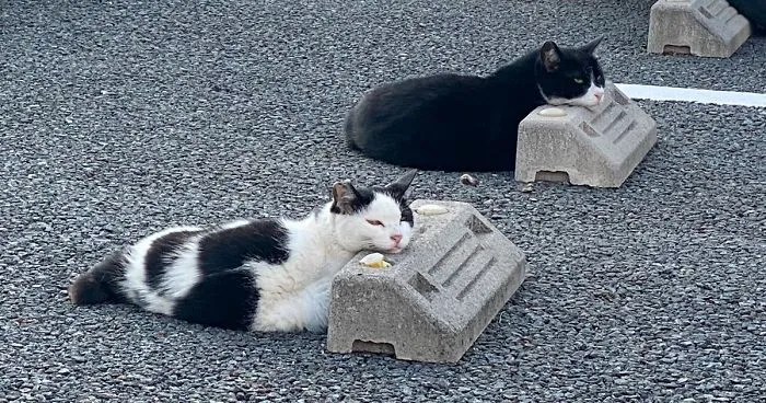 Someone Notices That Cats Use Parking Bumpers As Pillows, And 10 People Post Their Own Funny But Wholesome Pics