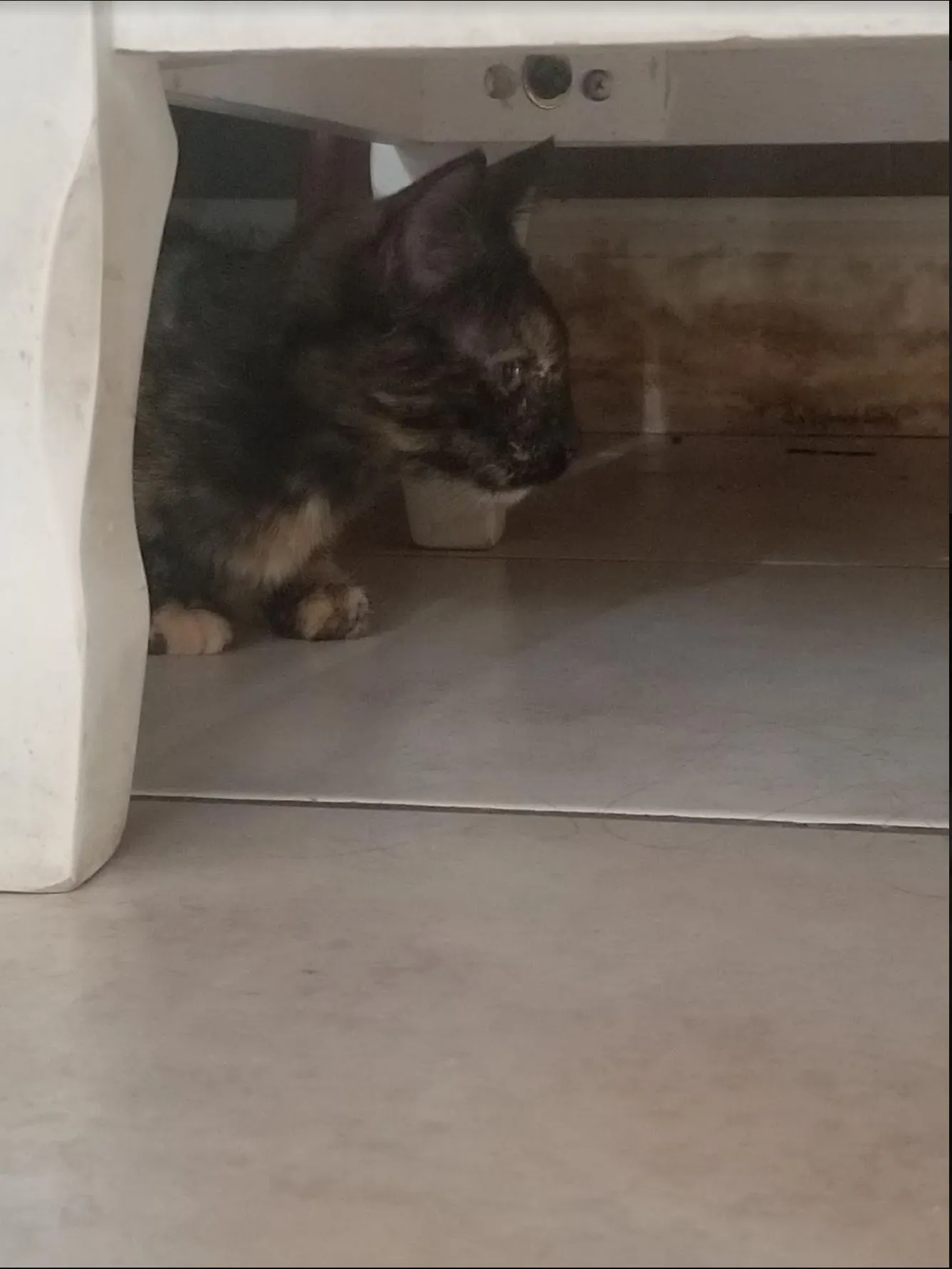 This Is My Adorable Cat, Allie.