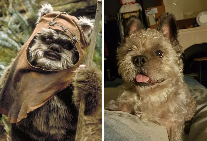 People Post Side-By-Side Pics Of Famous People And Their Dog Lookalikes (30 Pics)