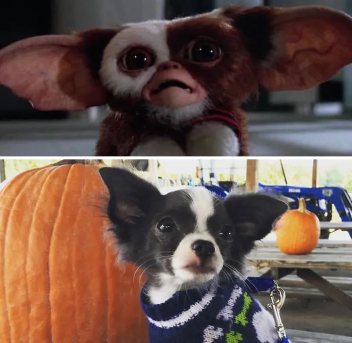 People Post Side-By-Side Pics Of Famous People And Their Dog Lookalikes (30 Pics)