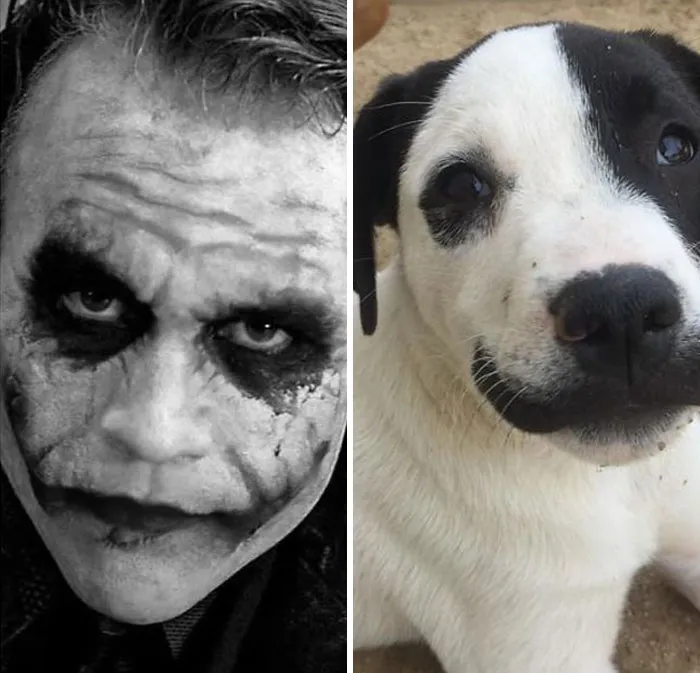 Celebrity-Lookalikes-Dog-Spotting-Society