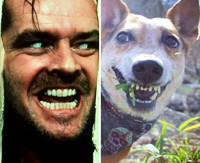 People Post Side-By-Side Pics Of Famous People And Their Dog Lookalikes (30 Pics)