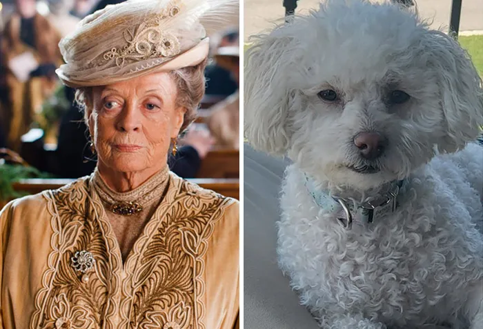 People Post Side-By-Side Pics Of Famous People And Their Dog Lookalikes (30 Pics)