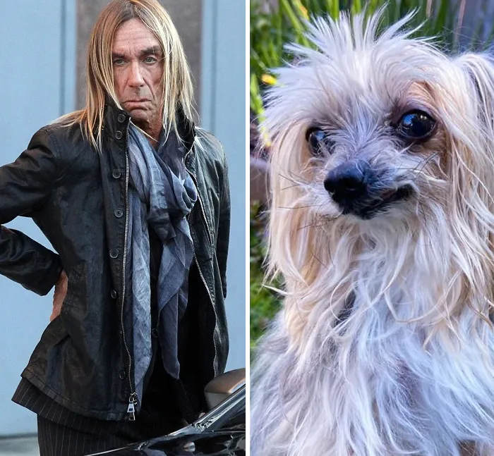 People Post Side-By-Side Pics Of Famous People And Their Dog Lookalikes (30 Pics)