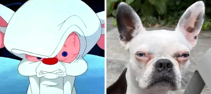 People Post Side-By-Side Pics Of Famous People And Their Dog Lookalikes (30 Pics)