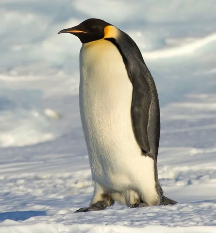 People Are Comforting Each Other With Uplifting Facts, And Here Are 30 Of The Best Ones