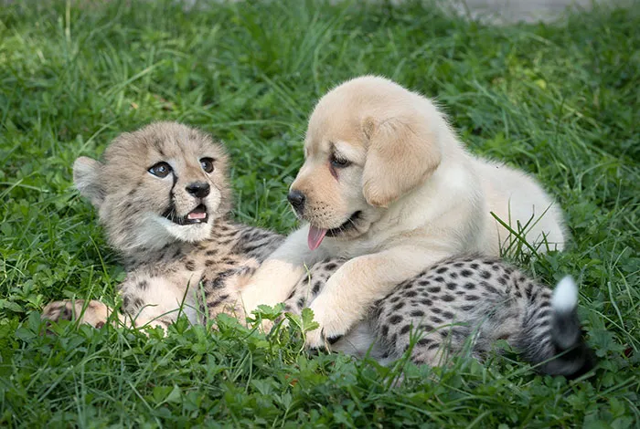People Are Comforting Each Other With Uplifting Facts, And Here Are 30 Of The Best Ones