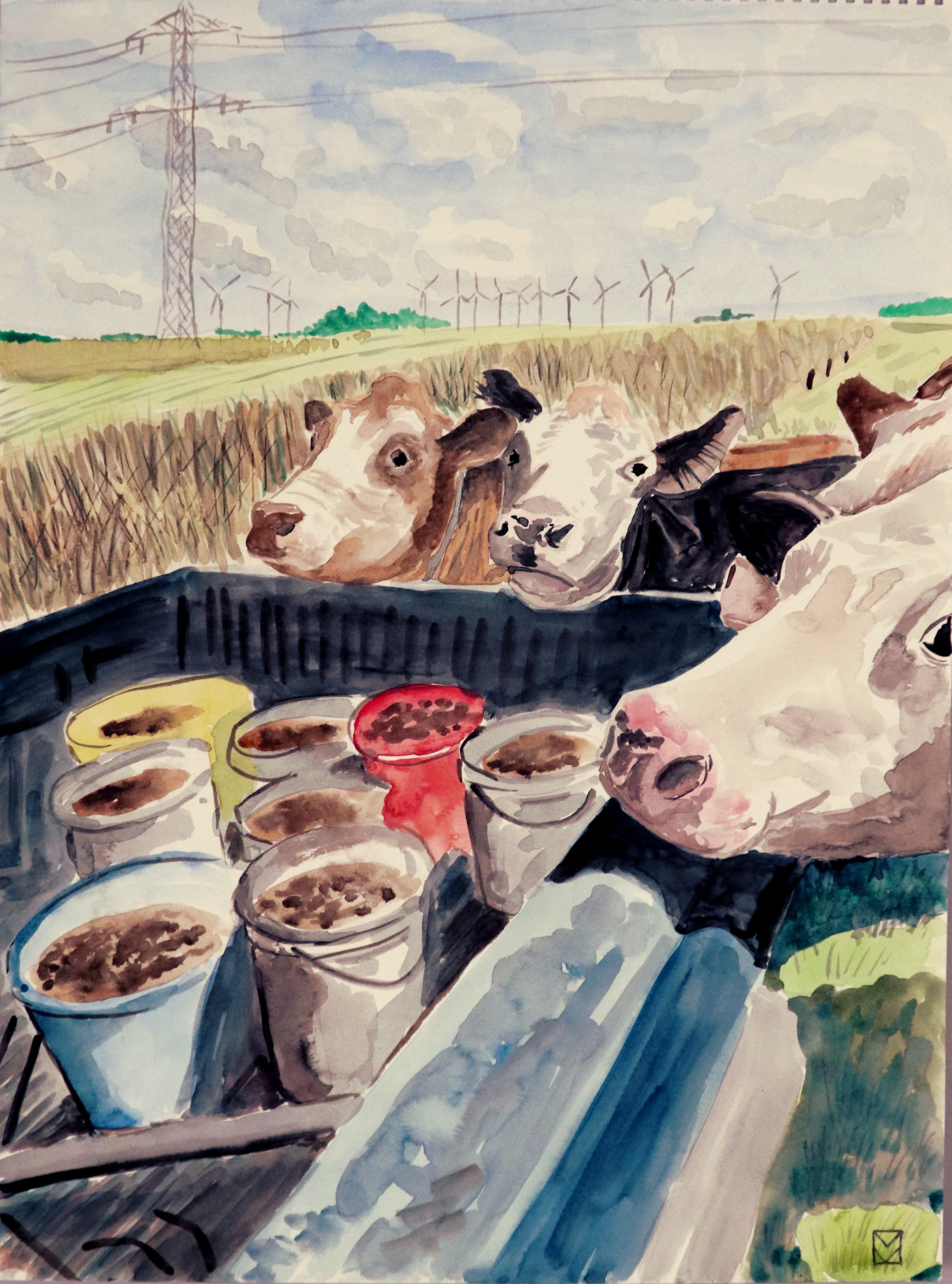 German Cows