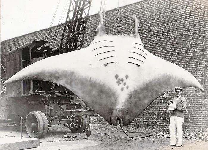 Mantarraya