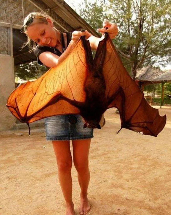 Zorro volador