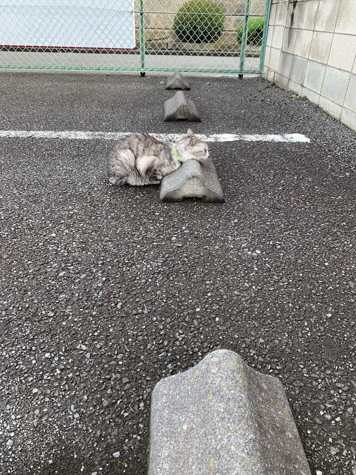 Someone Notices That Cats Use Parking Bumpers As Pillows, And 10 People Post Their Own Funny But Wholesome Pics