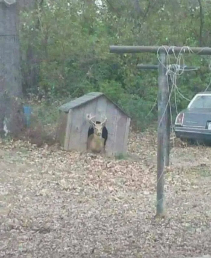 Mine