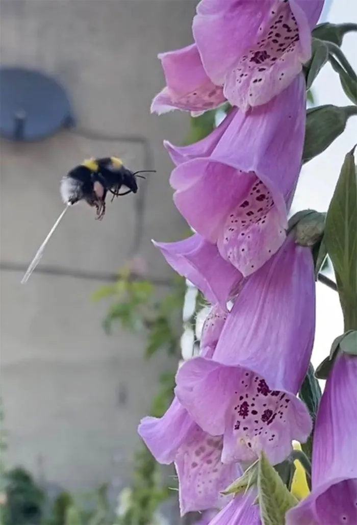 Bet Youv’e Never Seen A Bee Wee!