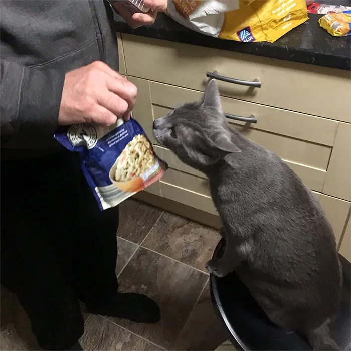 Mi padre que no quería gato, enseñándole a Lucas todo lo que han comprado porque "quiere verlo"