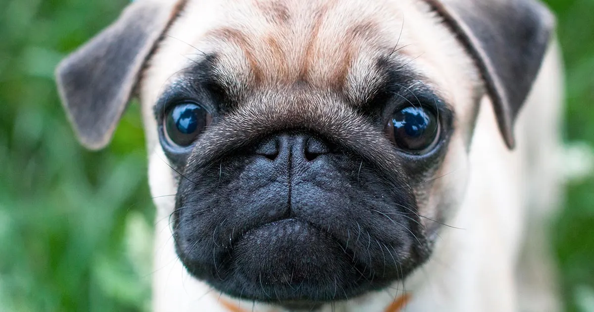 The Dog Is Wondering....whatcha Lookin' At?