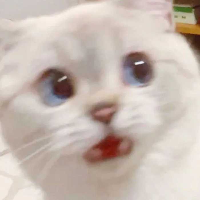 This Cat Is So Expressive, There's No Need To Even Describe Her Emotions As They're Obvious (34 Pics)