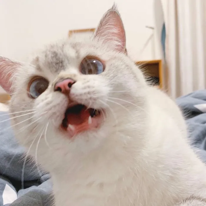 This Cat Is So Expressive, There's No Need To Even Describe Her Emotions As They're Obvious (34 Pics)