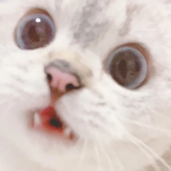 This Cat Is So Expressive, There's No Need To Even Describe Her Emotions As They're Obvious (34 Pics)