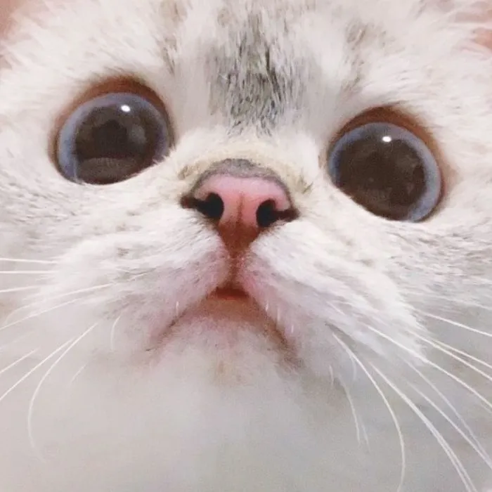 This Cat Is So Expressive, There's No Need To Even Describe Her Emotions As They're Obvious (34 Pics)