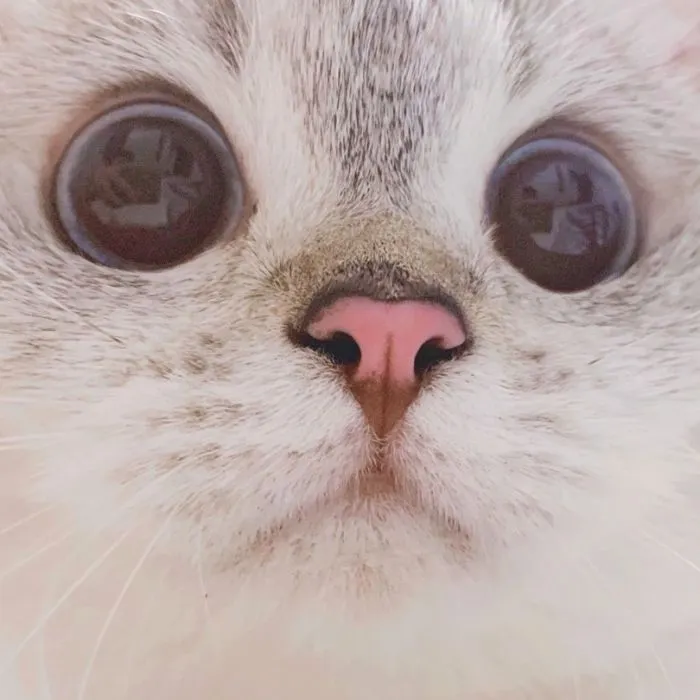 This Cat Is So Expressive, There's No Need To Even Describe Her Emotions As They're Obvious (34 Pics)