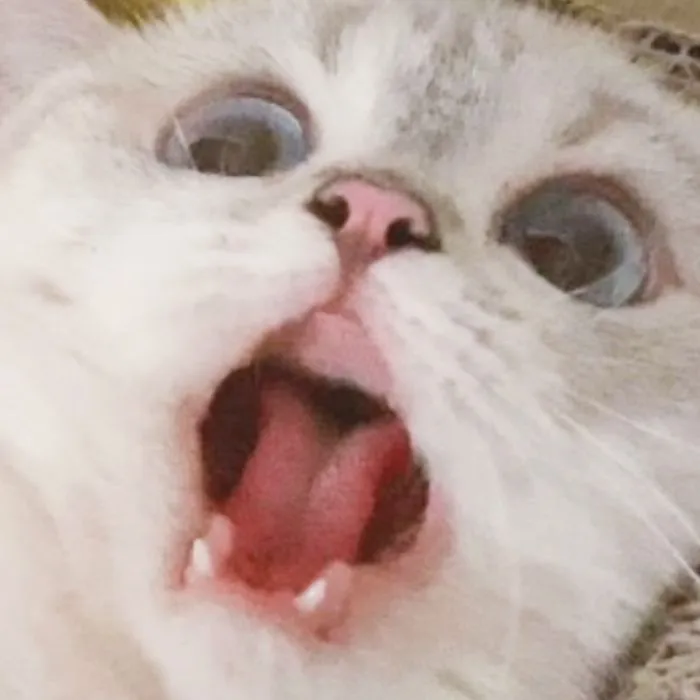This Cat Is So Expressive, There's No Need To Even Describe Her Emotions As They're Obvious (34 Pics)