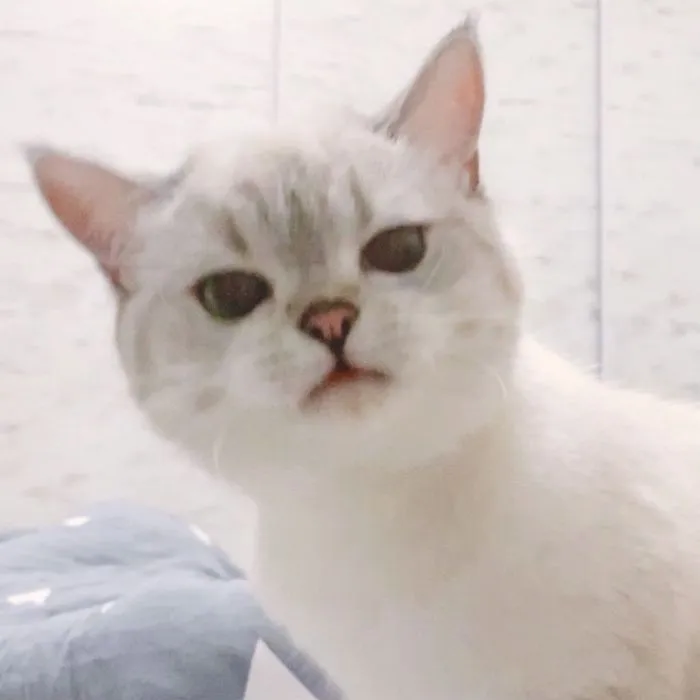 This Cat Is So Expressive, There's No Need To Even Describe Her Emotions As They're Obvious (34 Pics)