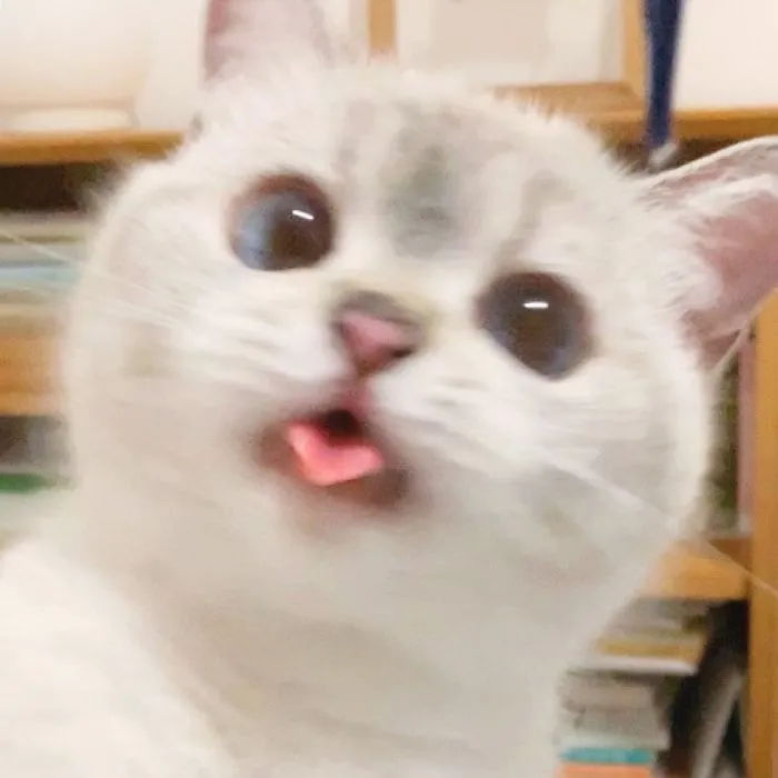 This Cat Is So Expressive, There's No Need To Even Describe Her Emotions As They're Obvious (34 Pics)